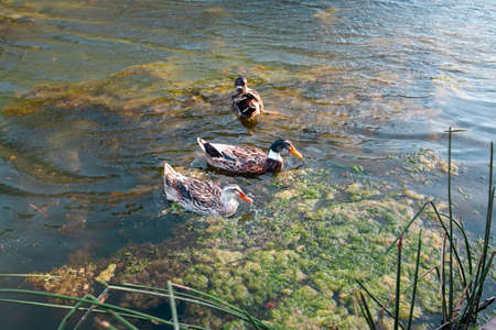 Birds and animals in wildlife. Mallard duck family view in water of river or pond at the middle of sunny summer dayの写真素材