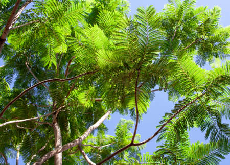 The foliage of the green trees against the blue sky. Leaves on branches bottom view. Acacia tree.の写真素材