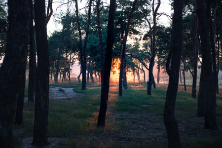 Pine forest with the last of the sun shining through the trees. Sunrise view in morning forest. Sunset in wood. Selective focus on one treeの写真素材
