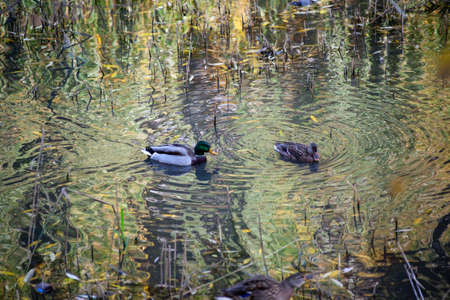 Pair ducks swimming together in pond lake. Mallard ducks family in water with green reflections.の写真素材
