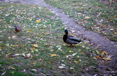 Male duck walking in the park and looking for food. mallard ducks in wildlifeの写真素材