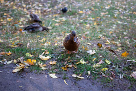 Female duck walking in the park and looking for food. Bird duck eyes looking in camera.の写真素材