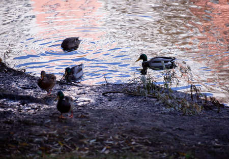 flock of ducks swimming in pond lake. Mallard ducks birds family in water with autumn yellow leaves. Selective focus on the far duck.の写真素材