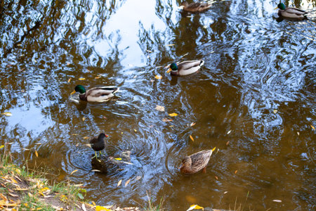 flock of ducks swimming in pond lake. Mallard ducks birds family in water with autumn yellow leaves. Selective focus on nearest duck.の写真素材