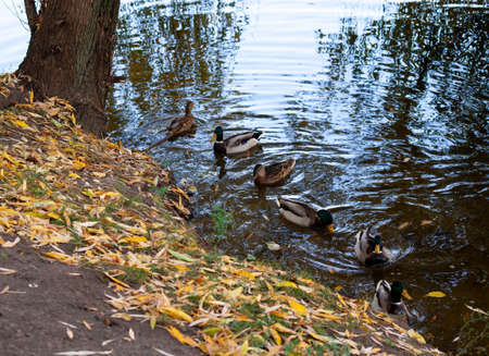 flock of ducks swimming in pond lake. Mallard ducks birds family in water with autumn yellow leaves. Selective focus on right duck.の写真素材