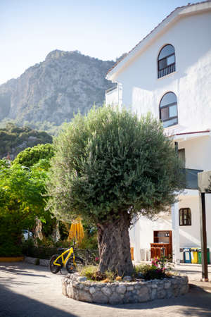 Olive tree on the street in a tourist village in Turkey. Olea europaea. Old olive tree in the southern city.の写真素材