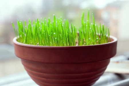 Green grass grows in a ceramic flower pot. Growing cat grass at home balcony. Oat grass plant in...