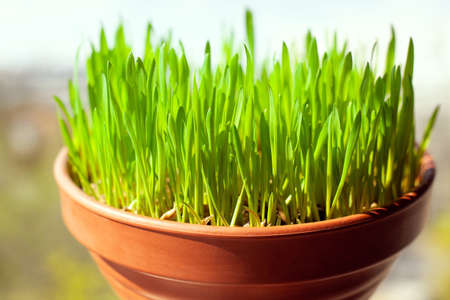 Green cat grass with grows in a ceramic flower pot in macro. Oat grass plant in terracotta pot. Selective focus on individual blades of grass. Blurred image.の写真素材