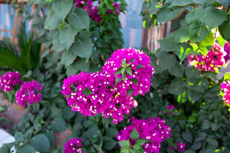Bougainvillea glabra. Bright pink magenta bougainvillea glabra bush. Blooming bougainvillea flowers...