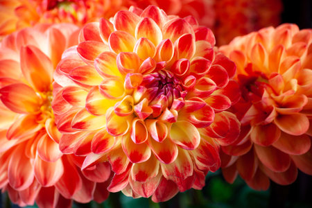 Dahlia flower. Beautiful orange Dahlia flower close up. Flower background Dahlia fermain. Macroの写真素材