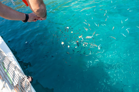 A man feeds a lot of small fish in Aegean sea. Feeding fish by bread. Fish on transparent turquoise waterの写真素材