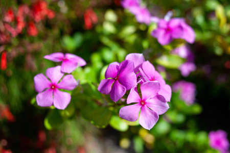 Catharanthus roseus or madagascar periwinkle purple flowers. Close up photo of little bug sitting on pink flowers. selective focusの写真素材