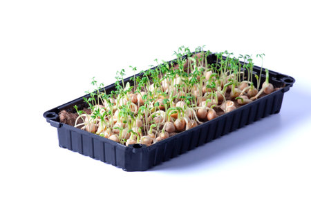 Close-up of peas microgreens with seeds and roots isolated on white. Sprouting Microgreens. Seed Germination at home. Vegan and healthy eating. Sprouted peas Seeds, Micro greens. Growing sproutsの写真素材
