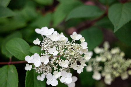 Close up flowers of Hydrangea paniculata. Summer flowers
