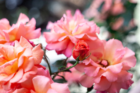 Floribunda rose. Rosa Coral Lions Rose. A beautiful orange and pink floribunda roseの写真素材