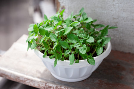 green basil grow in pot on the balcony. Growing healthy vitamin greens at home.の写真素材