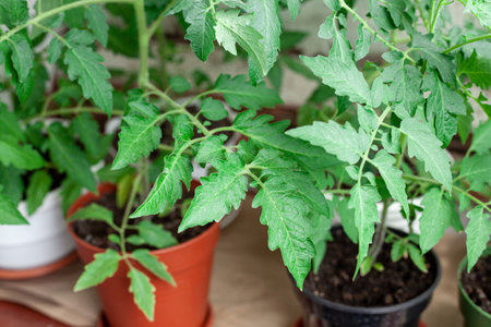 Close up of cherry tomatoes in pots on balcony. Gardening tomatoes at home.の写真素材