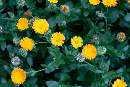 Calendula officinalis. Calendula flower on green nature summer background, selective focus. Calendula medicinal plant.の写真素材