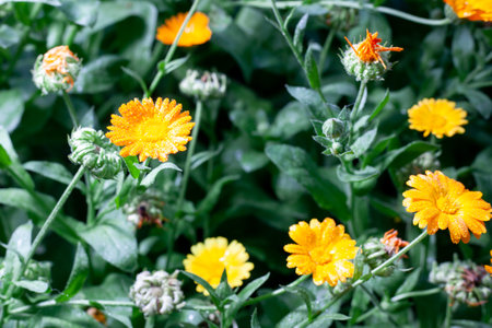 Calendula officinalis. Calendula flower with water drops on green nature summer background, selective focus. Calendula medicinal plant.の写真素材