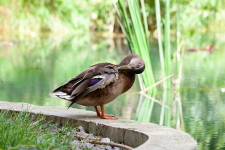 Duck cleans feathers in the park by the lake or river. Nature wildlife mallard duck on a green grass. close up duck.の写真素材