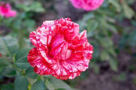 Fiesta rose. Marble rose. red rose bush.の写真素材