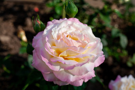Pink rose bush at the gardenの写真素材