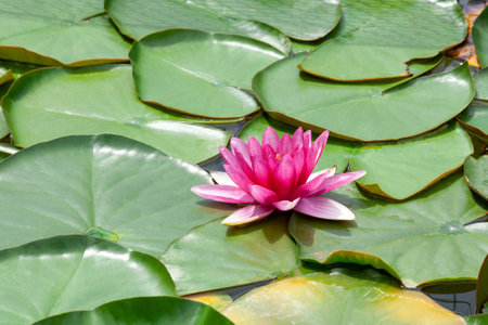 Purple lotus or water lily in pond.の写真素材