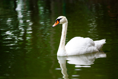 Beautiful white swan floating on the waterの写真素材