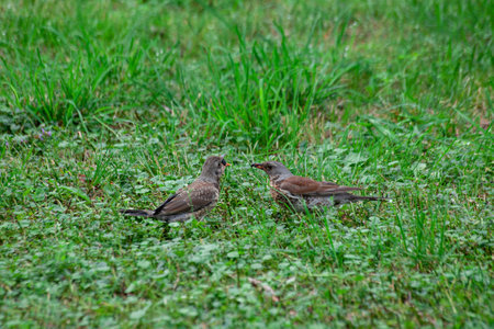 Turdus pilaris. Adult thrush fieldfare feeding chick by mulberry.の写真素材