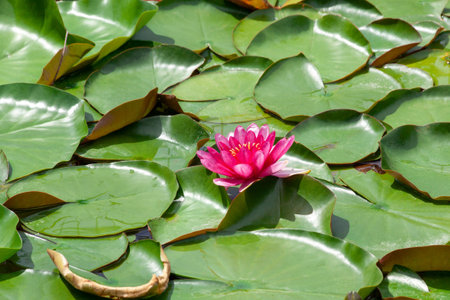 Pink lotus or water lily in pond.の写真素材