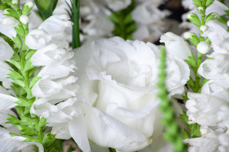 Tender rose flower in bouquet close up. background of white rosesの写真素材
