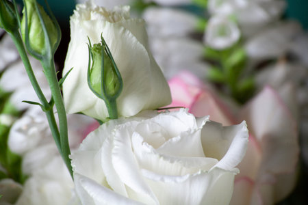 Tender rose flower in bouquet close up. background of white rosesの写真素材