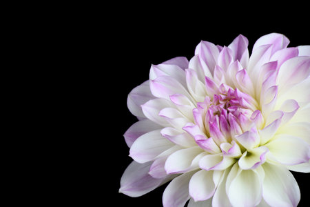 Beautiful fresh dahlia bloom flower isolated on black backgroundの写真素材