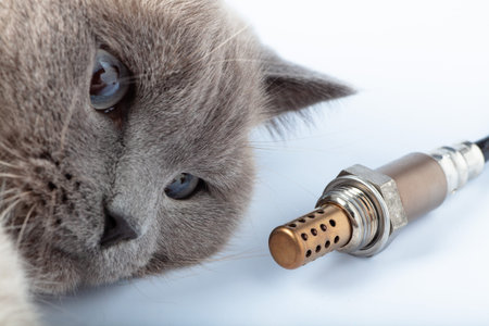 Cat looking at Oxygen sensor buyer.