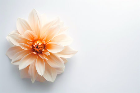 Close-up of a soft peach-colored dahlia flower on a white background, showing delicate, elegant petals. Generative AIの素材