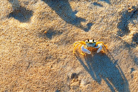 A small crab scuttles along the golden sand of a tropical beach under bright sunlight. It moves swiftly, leaving tiny footprints behind.の素材