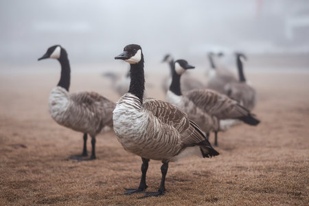 Geese stand together near a calm farm pond, surrounded by thick fog in the early morning. The tranquil atmosphere captures the beauty of nature waking up.の素材