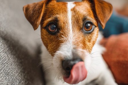 A dog happily licks the face of its owner while sitting in a warm and inviting living room filled with soft textures and colorful decor.の素材