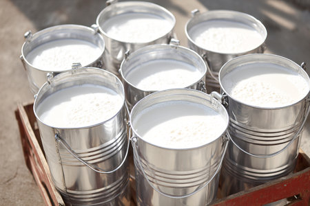 Steel buckets filled with fresh milk sit on a wooden crate, prepared for delivery from a nearby farm in the morning sun, highlighting their creamy texture.の素材
