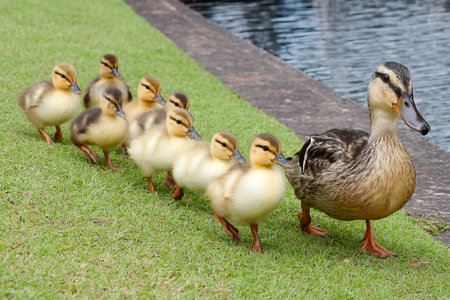 A mother duck walks calmly near a pond, leading her eight fluffy ducklings in a straight line across the green grass under the clear afternoon sky.の素材
