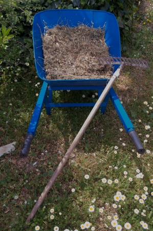 Blue wheelbarrow full of dried grass with rakesの写真素材
