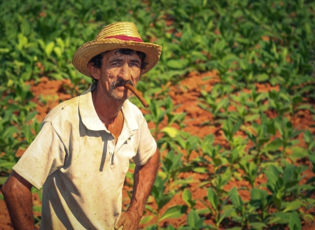 VINALES, CUBA - FEBRUARY 4  Unidentified farmer on his tobacco field, on February 14, 2011  Most of tobacco in famous Cuban cigars comes from small farmers のeditorial素材