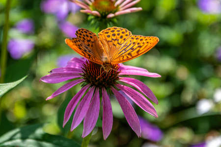 Marbled fritillary sitting on the Eastern purple coneflower. Beauty big butterfly.の写真素材