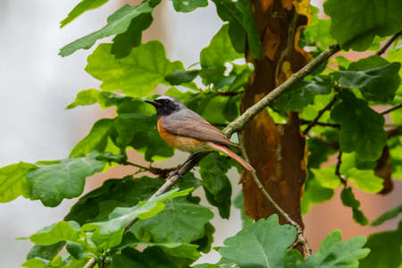 Common redstart sitting on the branch among oak green leavs.の写真素材