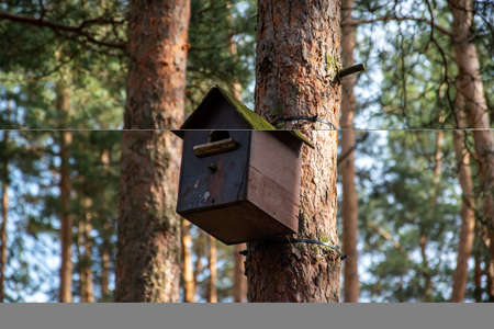 Birdhouse on a pine tree - in forest.の写真素材