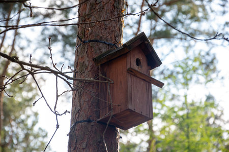 Birdhouse on a pine tree - in forest.