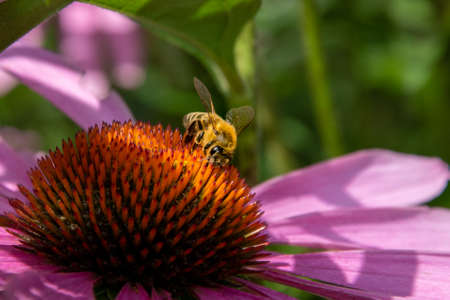 Honey bee sitting on the Eastern purple coneflower. Beauty insect, honey, pollination, nectar.の写真素材