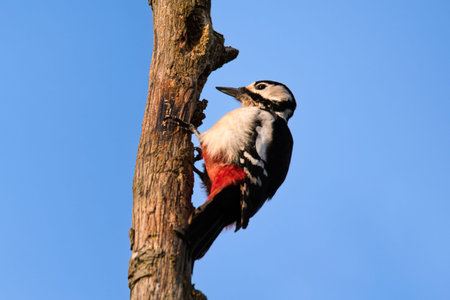 A great spotted woodpecker shelling a cone. Sitting on a dry pine trunk against a beautiful...