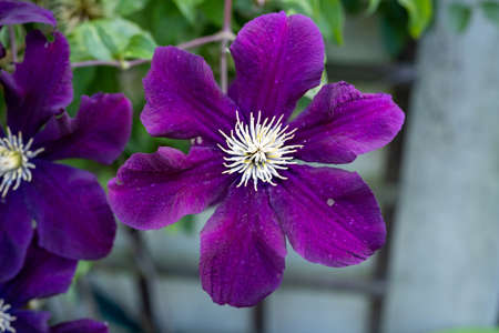 Violet purple Clematis flowers in garden. Clematis flower in bright sunny day. Large clematis flower with yellow finger stamens.の写真素材