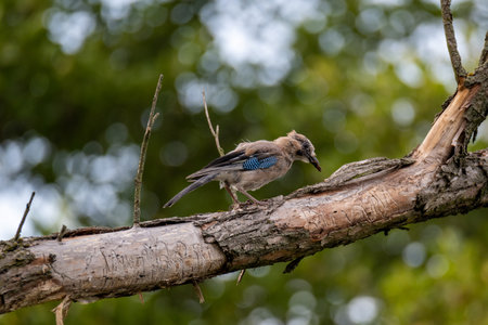 A jay sitting on a dry branch. Noisy bird looking around for food. Woodworm tracks in a tree.の写真素材